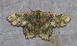 Paramaxates polygrapharia