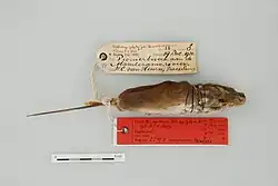 Dead brown rat