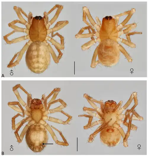 Diagnostic images of P. papallacta