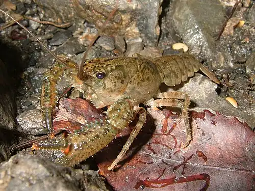 Paranephrops species (Parastacidae)