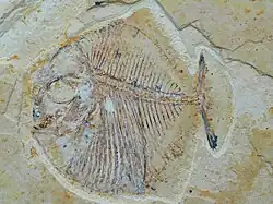 A fossil of a short bodied fish, Paranursallia gutturosa, Late Cretaceous, Akrabou Fm., Gara es Sbaa, Morocco