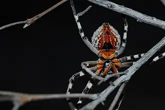 female
