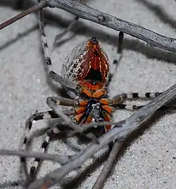 female