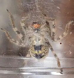 juvenile female