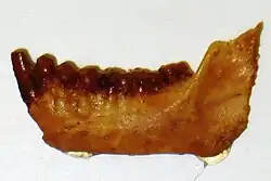 Fossil of Parapithecus