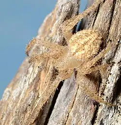 female