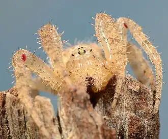 female P. cyrtoscapus