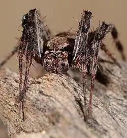male