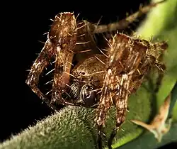 P. perforatus