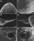 Philometra protonibeae