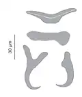 Hard parts of the haptor