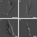 Gripi and uncinuli in the haptor, scanning electron microscopy