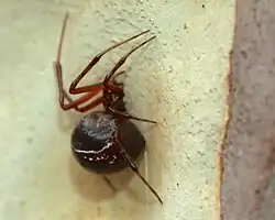 P. decorata