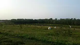 East Wooded Area