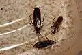 Adult male Parcoblatta pennsylvanica and Parcoblatta divisa adult males. The largest one is the P. pennsylvanica and the rest are P. divisa.