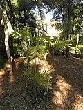 Chamaedorea microspadix.
