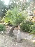 Ravenea rivularis.