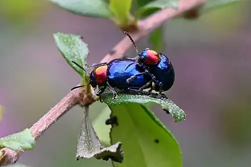 A pair of Parheminodes pulcher mating
