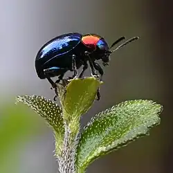Side view of a Parheminodes pulcher