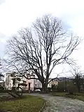 A c.200-year-old forked wych (bole girth 4 m), Čiernom Moste Park, Škultétyho, Prešov, Slovakia (2019)[60]