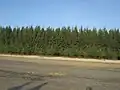 Trees in Parki Beach
