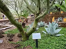 Parkinsonia microphylla at the Desert Botanical Garden