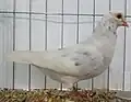 White grizzle