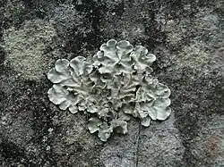 Parmotrema tinctorum