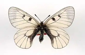 P. m. adamellicus