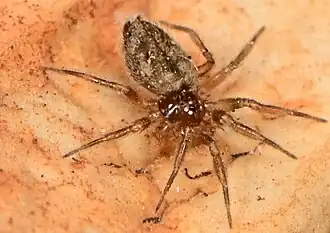 female
