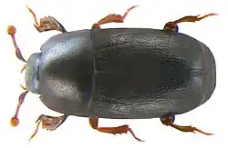 Paromalus parallelepipedus