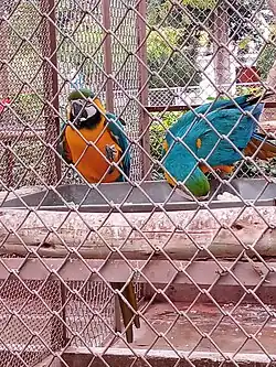 Blue-and-yellow macaw