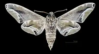 Male underside