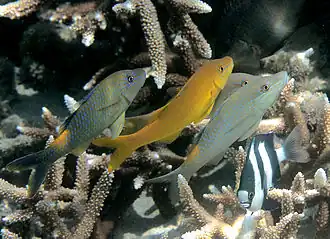 Goldsaddle goatfish (P. cyclostomus) in two different robes.