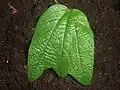 Leaf