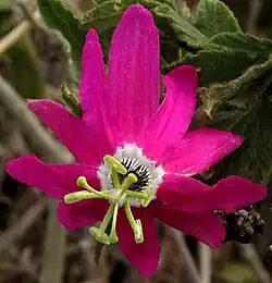 Passiflora sublanceolata, flower from above