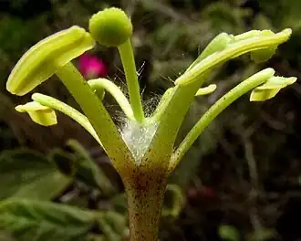 Passiflora sublanceolata, 5 stamens, 3 styles and a very hairy ovary atop the androgynophore
