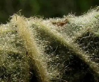 Passiflora sublanceolata, hairy, sticky-glandular leaf undersurface