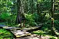 Path to the falls.
