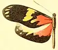P. c. larunda