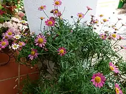 As a patio plant in Spain
