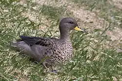 Pato Jergón Chico Anas Flavirostris (188076575)