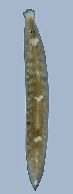 A long, brown flatworm with two small black eyes