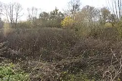 A dense growth of willows in marshy ground