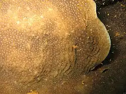 Pavona bipartita
