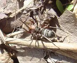 Micaria fulgens