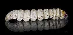Larva