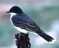 A bird, black on the back and white underneath with a white-tipped tail, perches on top of a post.