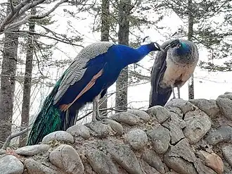 Peafowls