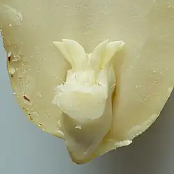 Half of seed, showing a cotyledon, plumule, and radicle